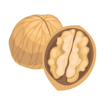 walnut halves, whole, brown, white background clip art preview
