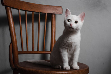 Kitten sitting on a chair