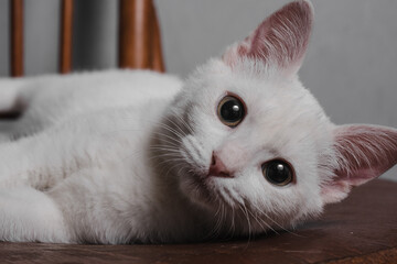 kitten
