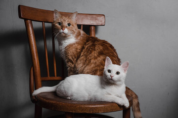 cats