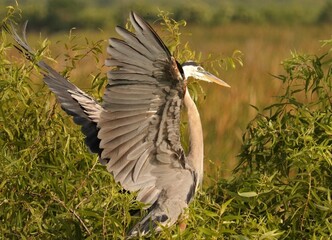 Great Blue Heron Egret triumphant landing