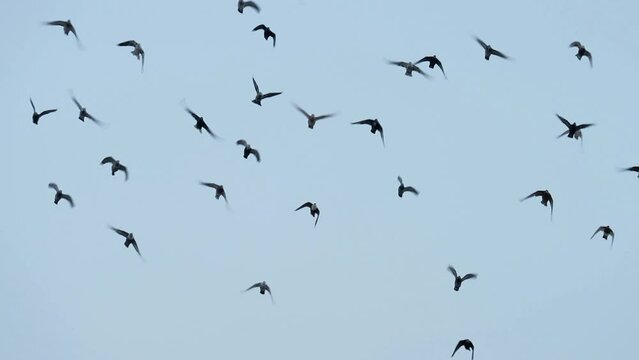flock of birds all fly together shot in slow motion
