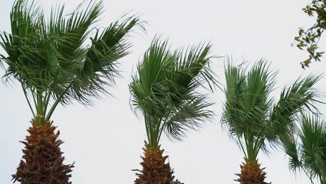 palm trees shaken by the wind slow motion footage
