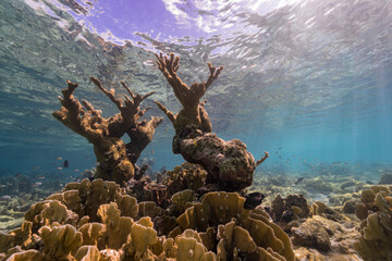 Seascape with Elkhorn Coral, and sponge in the coral reef of the Caribbean Sea, Curacao