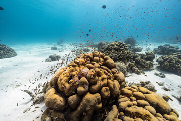 Seascape with Lobed Star Coral, and sponge in the coral reef of the Caribbean Sea, Curacao