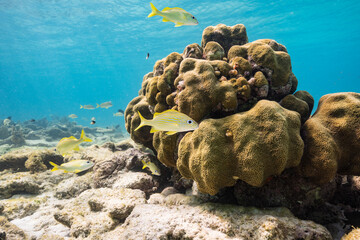 Seascape with various fish, coral, and sponge in the coral reef of the Caribbean Sea, Curacao