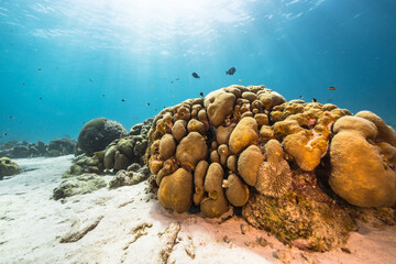 Seascape with Lobed Star Coral, and sponge in the coral reef of the Caribbean Sea, Curacao