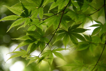 green leaves of a tree, Tokyo, Japan