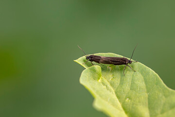 Lepidoptera copulating on green leaves, North China