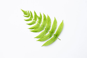 Fern leaf on white bacground with copy space