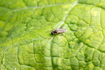A black insect perches on green leaves in North China