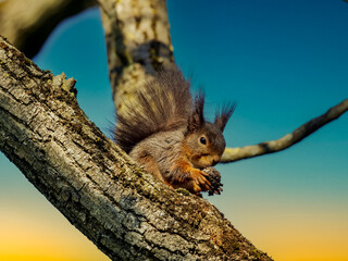 The squirrel eats a nut on the tree