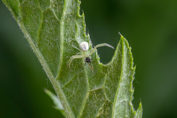 Crab spiders inhabit wild plants in North China