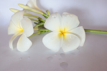 Fototapeta na wymiar frangipani on white background, beautiful frangipani flowers