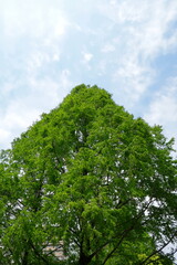 Fototapeta na wymiar 新緑の大木