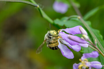 Bumblebees collect pollen from wild flowers in North China
