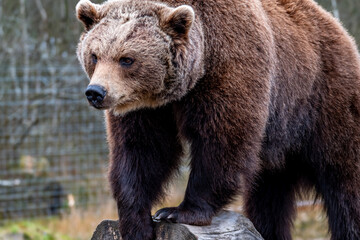 Fototapeta premium Close up big brown bear in spring forest