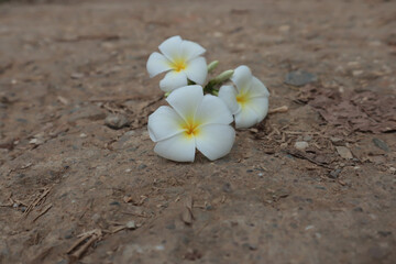 frangipani flowers, frangipani on the floor, frangipani on the road beautiful frangipani flowers
