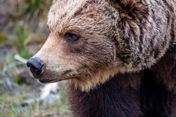 Fototapeta premium Close up big brown bear in spring forest