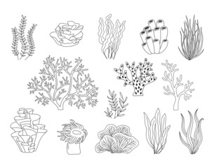 Trendy coral reef vector collection. Underwater ocean plants line icon set. Aquarium algae, laminaria, kelp water life isolated on white background. © Nadezhda Mih
