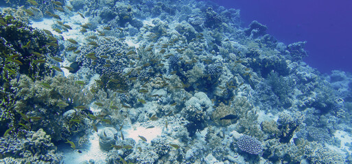 Fototapeta na wymiar Coral reefs in the Red Sea, Egypt