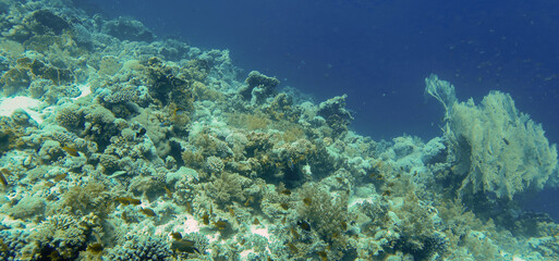 Naklejka na ściany i meble Coral reefs in the Red Sea, Egypt