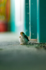 Front facing long view of Baby Tailor-bird sightseeing the surroundings with swallow blur