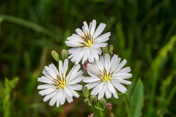 The beautiful flower of endive is a medicinal plant in North China