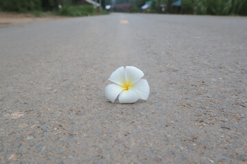Fototapeta na wymiar frangipani flowers, frangipani on the floor, frangipani on the road beautiful frangipani flowers
