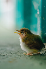 Side view of Baby Tailor-bird sightseeing the surroundings with swallow blur