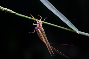 A mayfly lives in the wild, North China