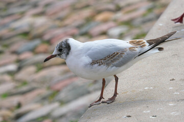 Portrait of an unusual color seagull. Selective focus