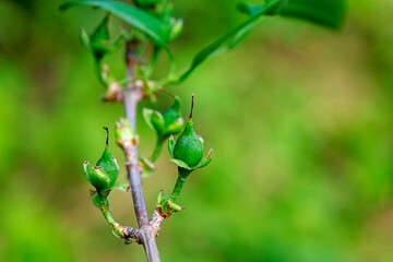 The seed of Forsythia suspensa, a medicinal plant in North China