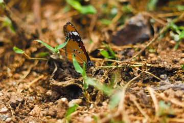 Beautiful butterfly standing in ground level with swallow depth of field