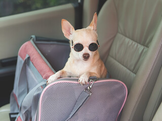  brown chihuahua dog wearing sunglasses  standing in  traveler pet carrier bag in car seat. Safe...
