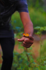 Butterfly grabbing onto the hand with wings flapping and good swallow depth of field