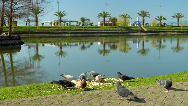 Large flock of pigeons pecks at pieces of bread scribbled on sidewalk in park. Against background of pond and palm tree. Hot. Resort town in sunny weather. Pigeons fight. people's help.