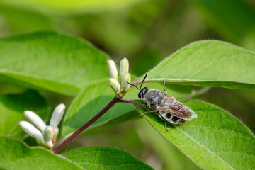 A stratiomyiid lives in the wild, North China
