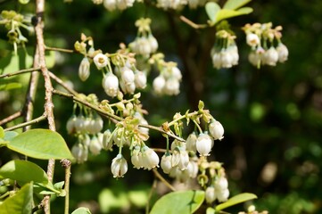 ハイブッシュ・ブリーベリーの花