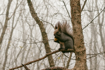squirrel on tree