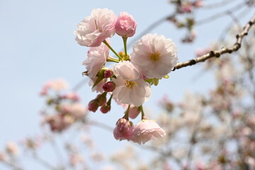 pink cherry blossom（さくら）