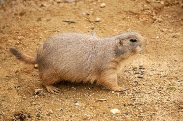 プレーリードッグ