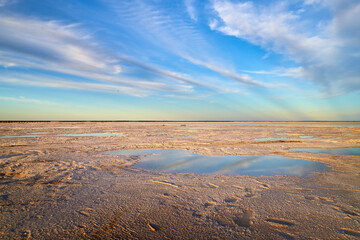 The shore of salt lake with puddles of water and sand, an endless horizon, a blue sky with white clouds and a large German Shepherd dog or an Eastern European Shepherd dog in the evening at sunset