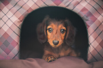 Kleiner Dackel im Hundehaus