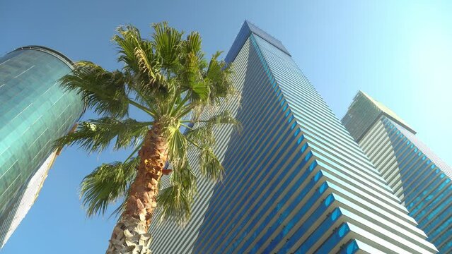 Tall palm tree shot on wide angle against backdrop of tall two skyscrapers and blue sky. Rotate camera around circumference. Symbol of richness and rest in hot country or beach. Luxurious life.