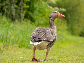 Obraz na płótnie Canvas Geese eating in green nature