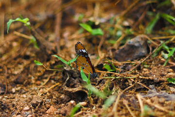 Beautiful butterfly standing in ground level with swallow depth of field