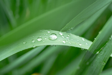 雨に濡れた葉
