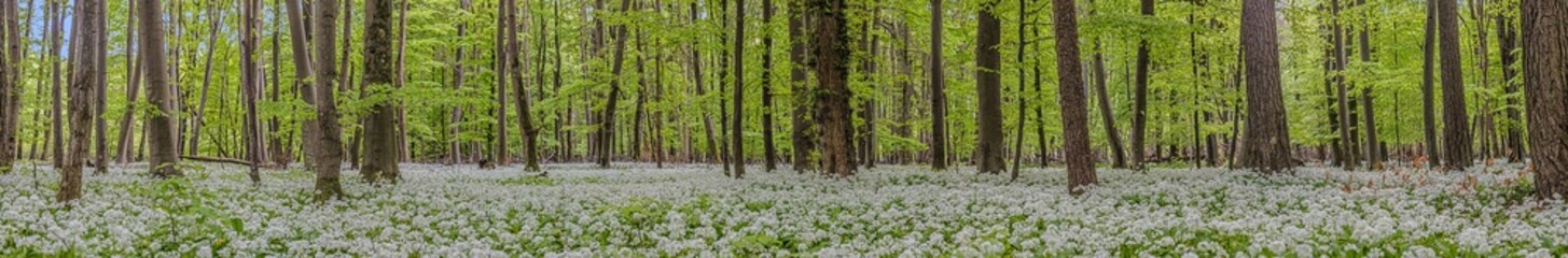 View over a piece of forest with dense growth of white flowering wild garlic