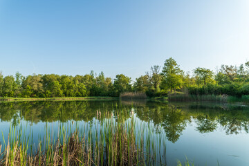 reflection of trees in water